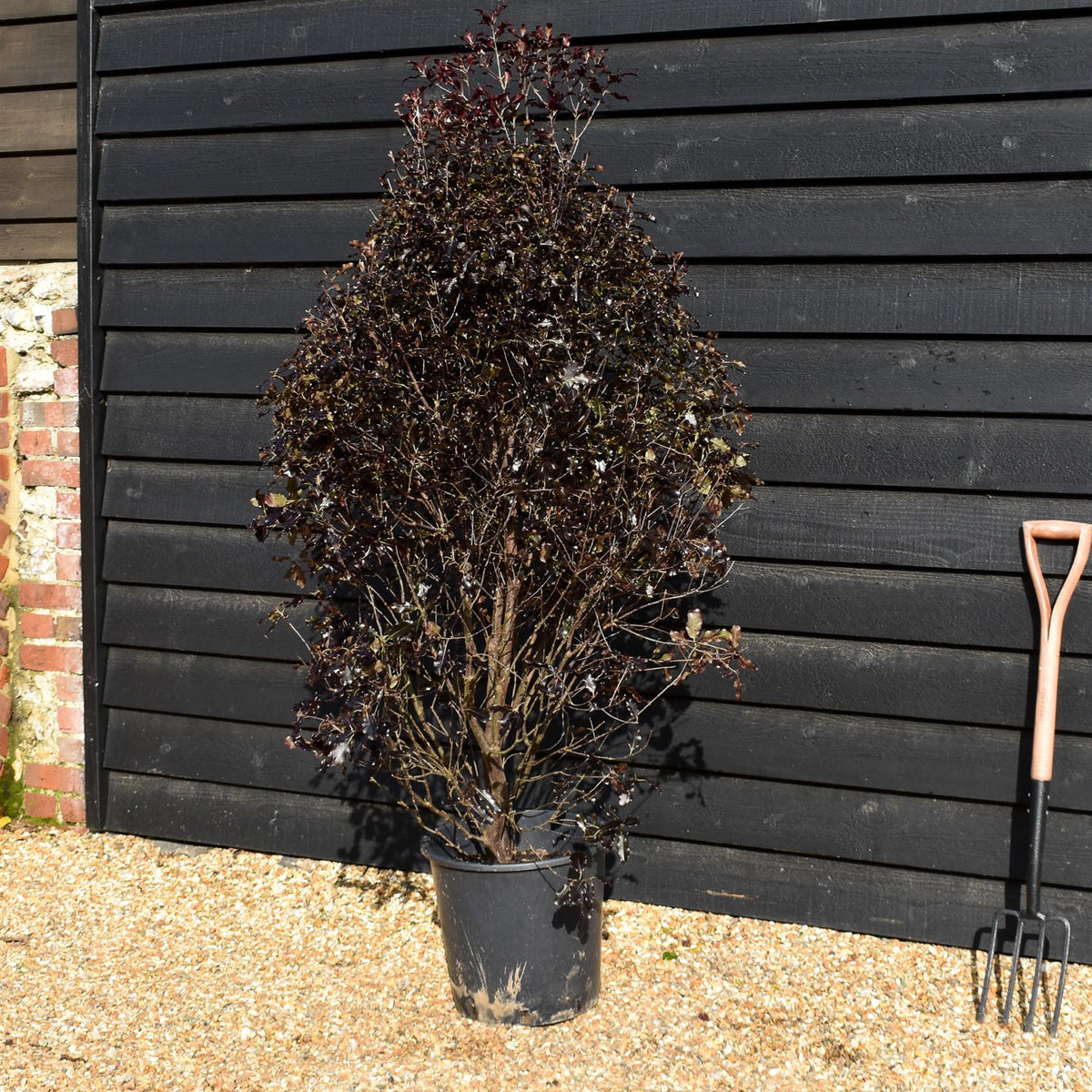Pittosporum tenuifolium 'Purpureum' - Height 150-170cm -25lt