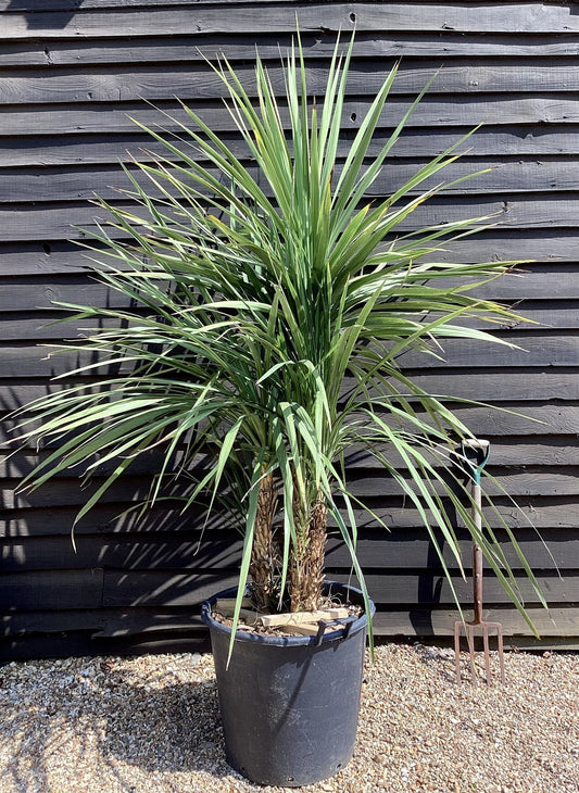 Cordyline australis (cabbage palm) | New Zealand Cabbage Palm - Multistem x 3 - Stem 90-100cm - Height 170-190cm - 110lt