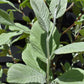 Sorbus aria 'Lutescens' | Mountain Ash ‘Lutescens’ - 200-250cm, 10lt