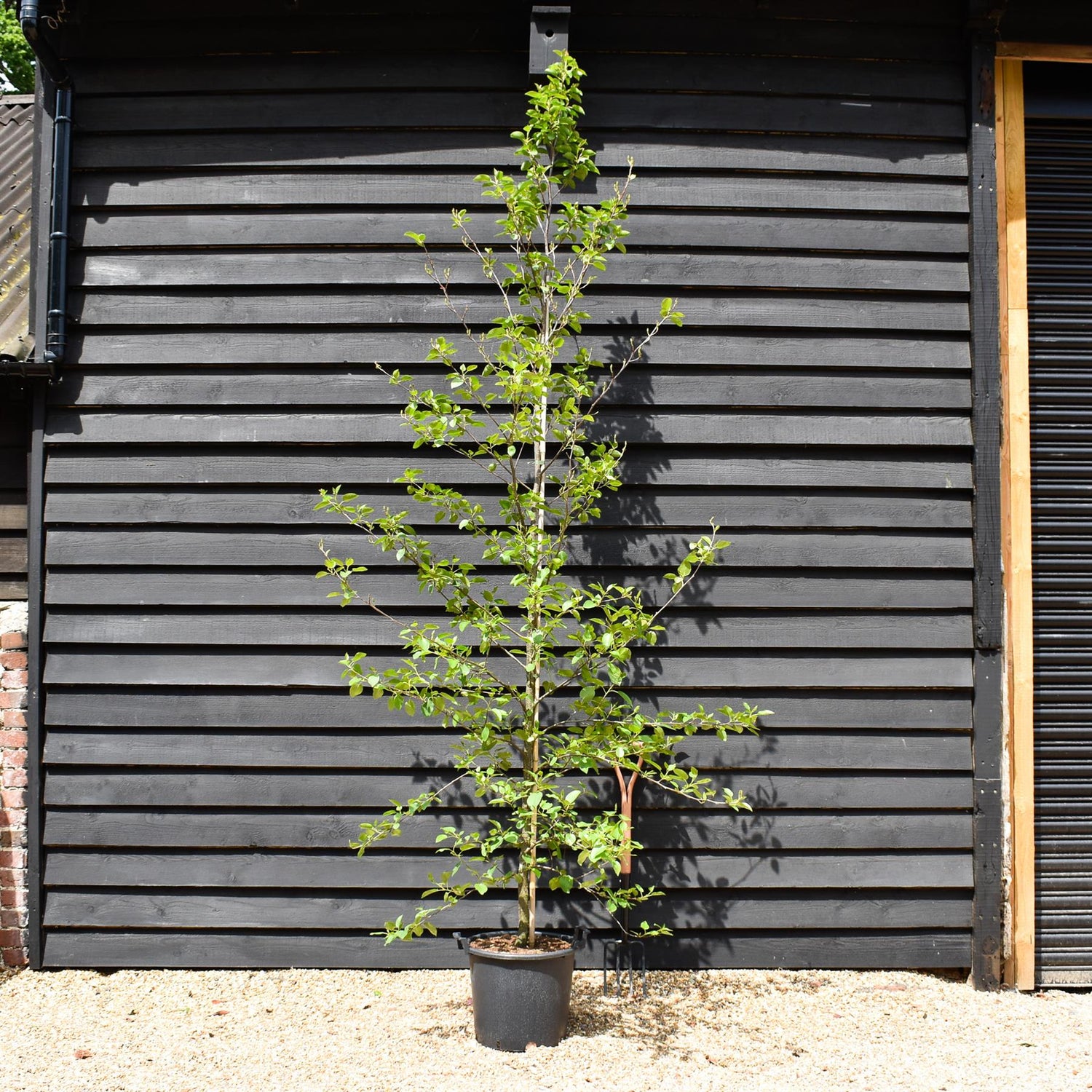 Alnus Cordata - Alder tree - Height 280-300cm - 30lt