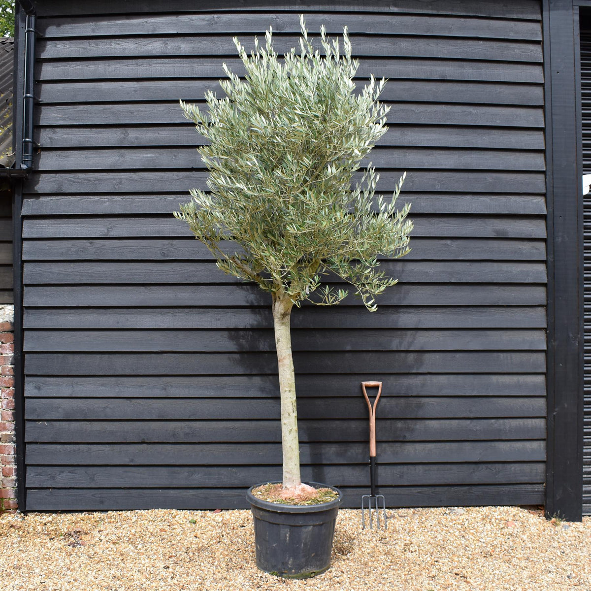 Olea Europea - Half Standard - Height 240-250cm - 70lt