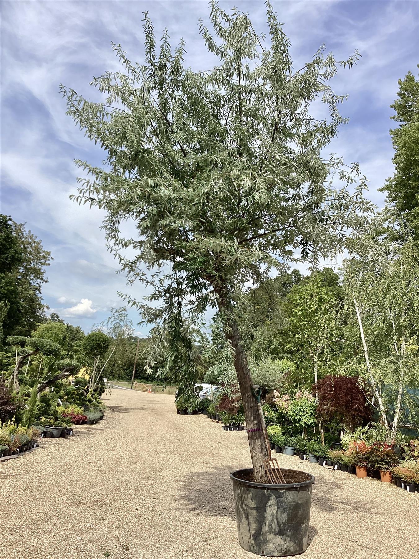 Elaeagnus angustifolia | Russian Olive | Bohemian oleaster tree - Girth 36cm - 400-450cm -  230lt