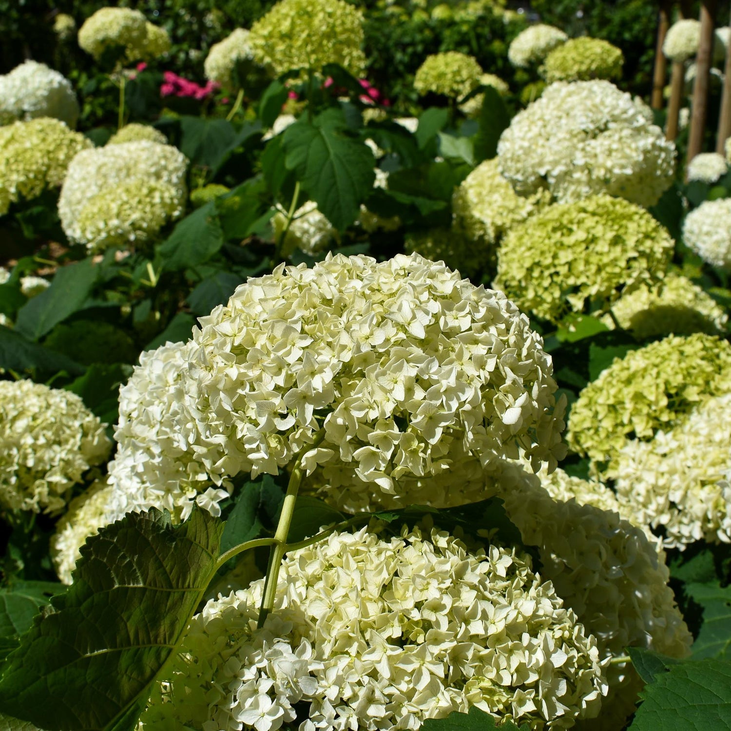 Hydrangea arborescens 'Annabelle' - Shrub - Height 30-60cm - 20lt