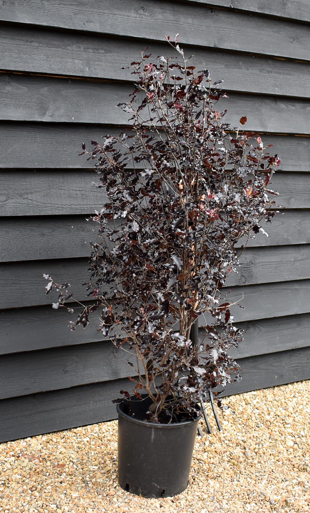 Pittosporum tenuifolium 'Purpureum' - Height 110-120cm -12lt