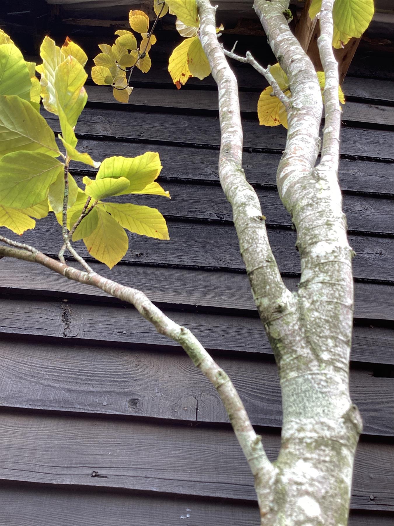Fagus Sylvatica 'Dawyck Purple' | Dawyck Beech - 400-420cm, 55lt