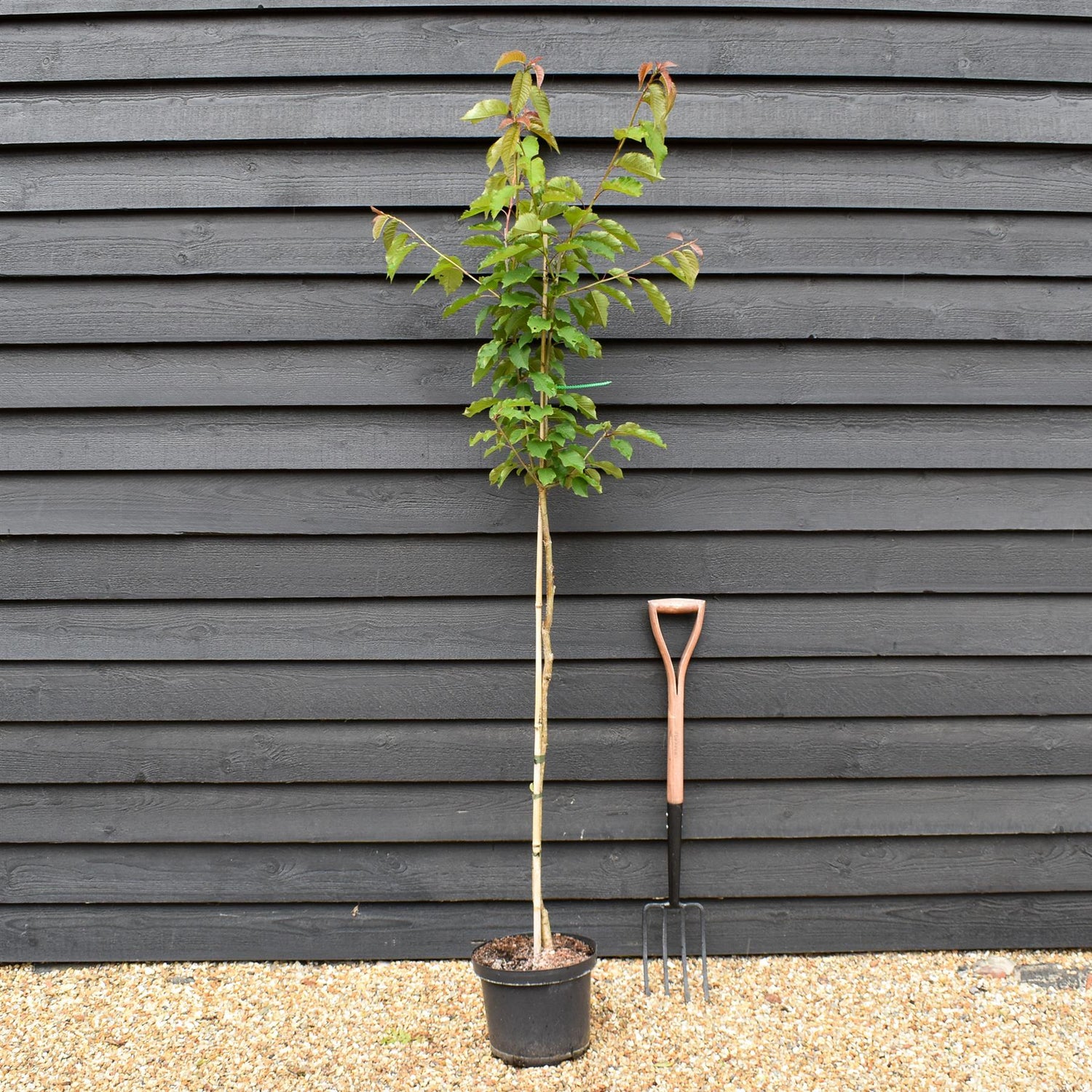 Wild Cherry | Prunus avium - 2-3 years old - Height 120-150cm - 10lt
