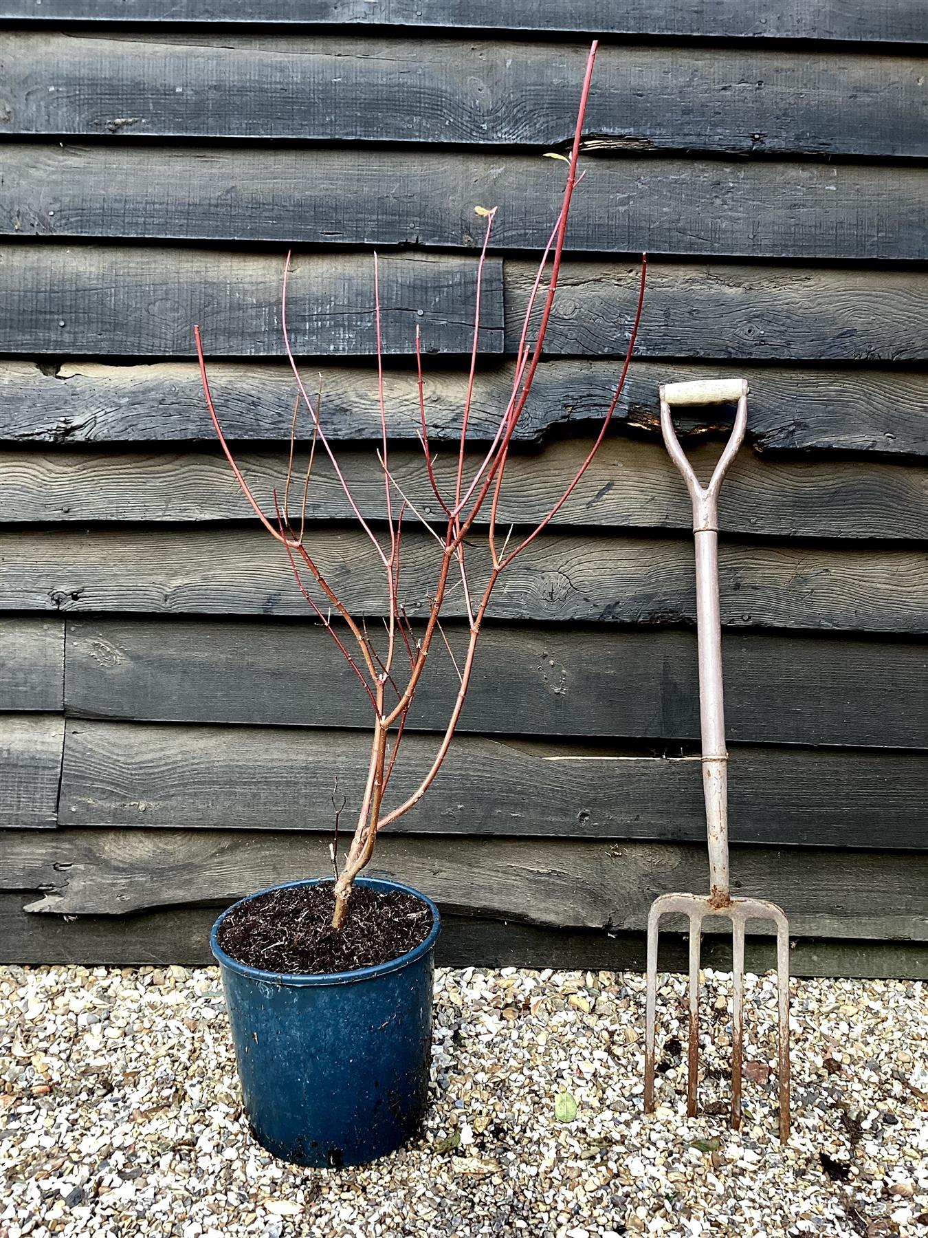 Cornus alba 'Gouchaultii' | Dogwood 'Gouchaultii' - 70-100cm, 12lt