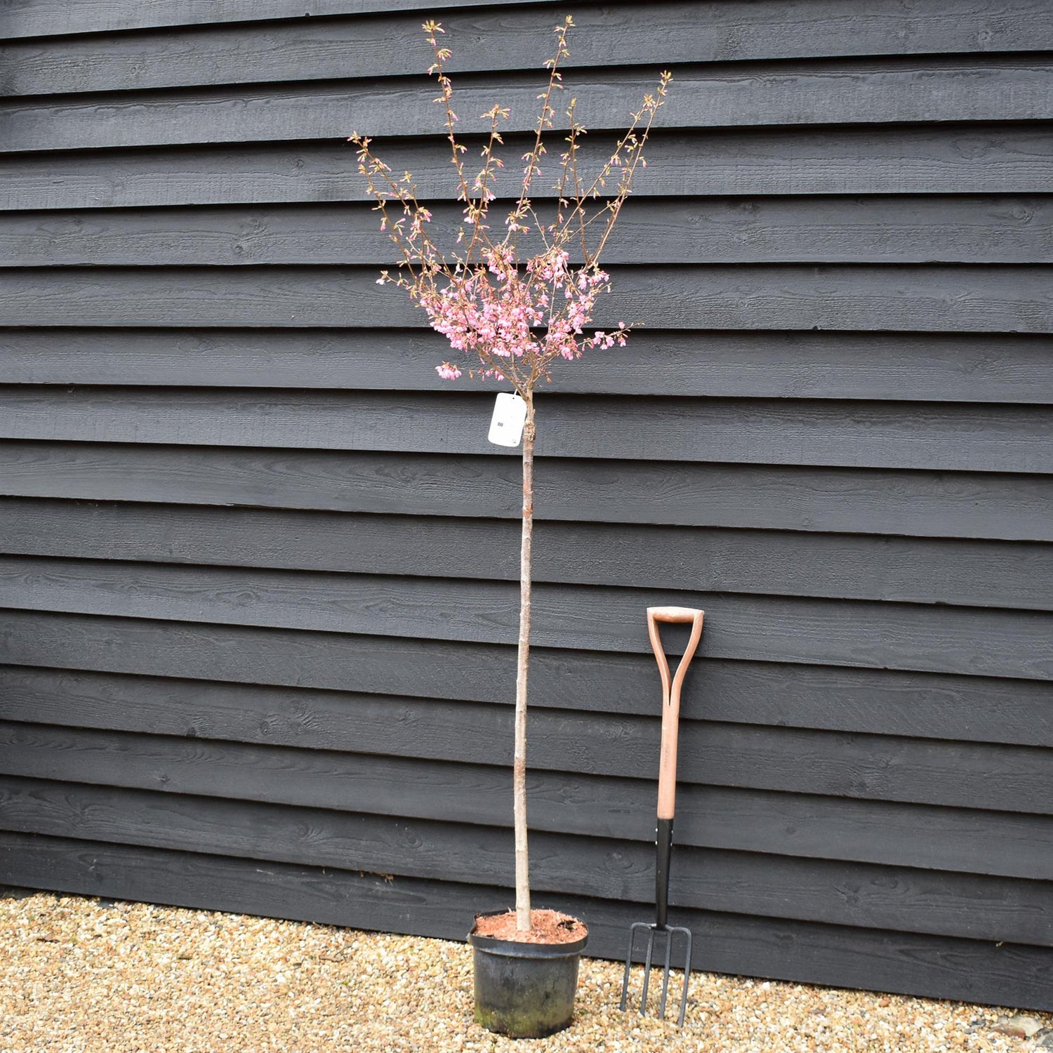 Cherry 'Okame' | Prunus 'Okame' - Clear Stem 120cm - Girth 6-8cm - Height 170-200cm - 10lt