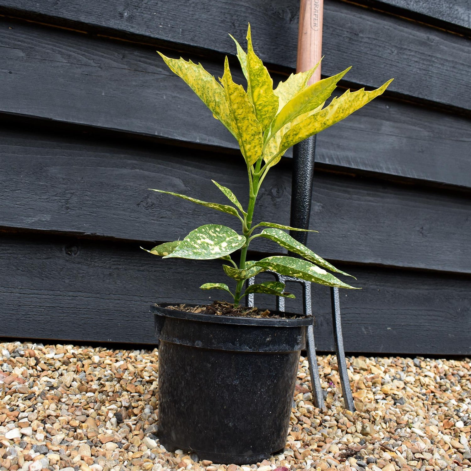 Aucuba japonica 'Golden Girl' - 3lt