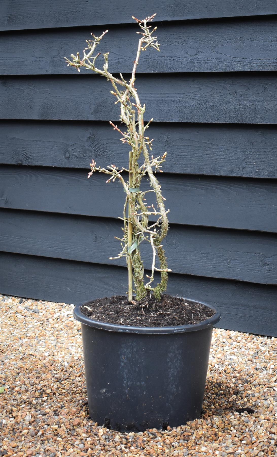 Hydrangea anomala subsp. petiolaris Silver Lining | Hydrangea Silver Lining - Height 60-90cm - 20lt