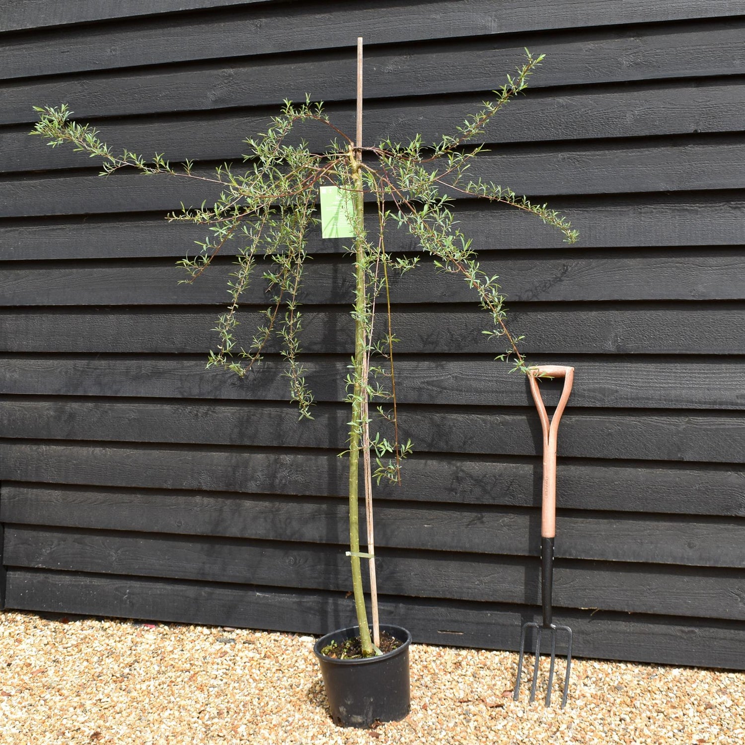 Salix purpurea 'Pendula' | Weeping Purple Willow - Height 130-150cm - 12lt