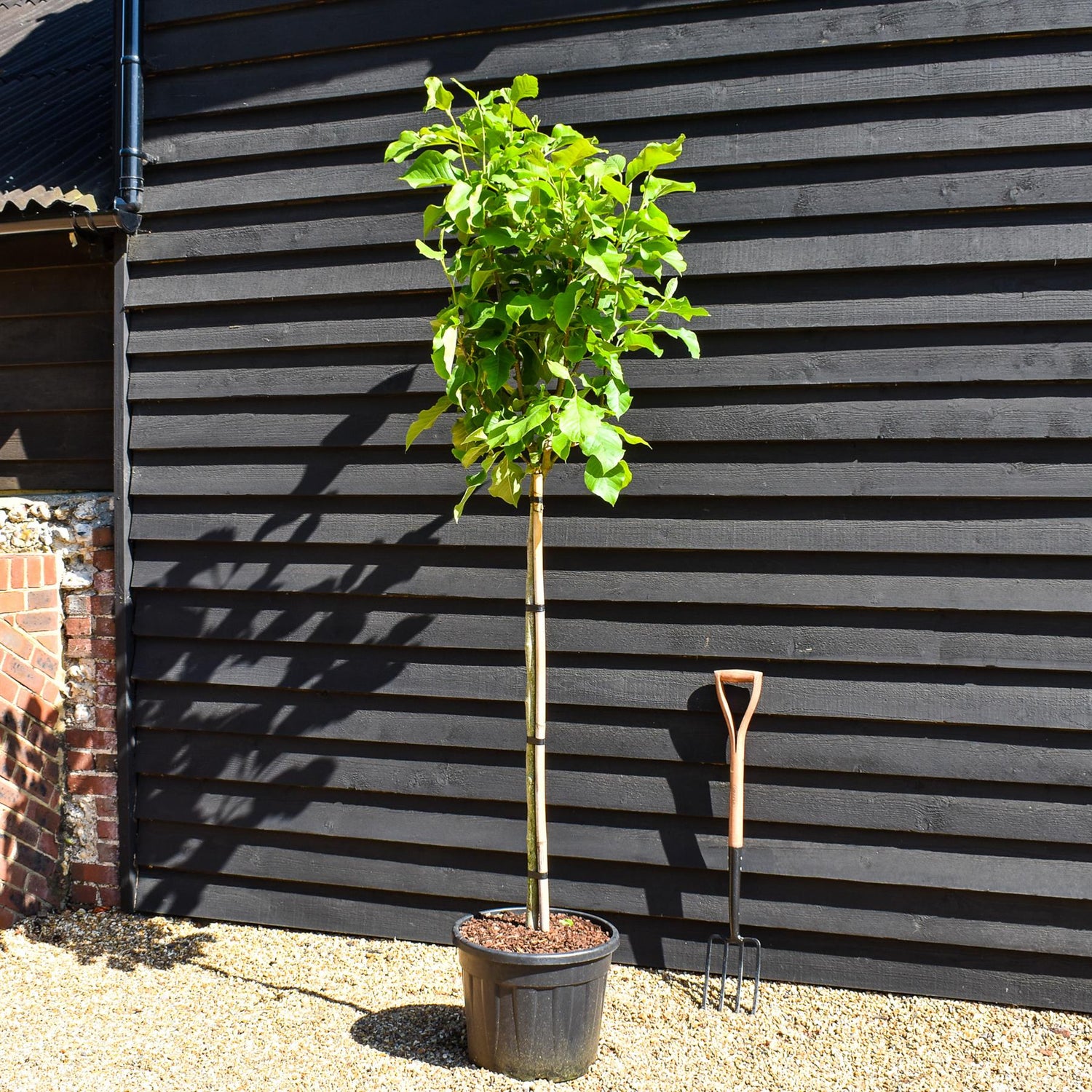 Magnolia 'Sunsation' - Clear stem 120cm - Height 230cm - Girth 8cm - 35lt