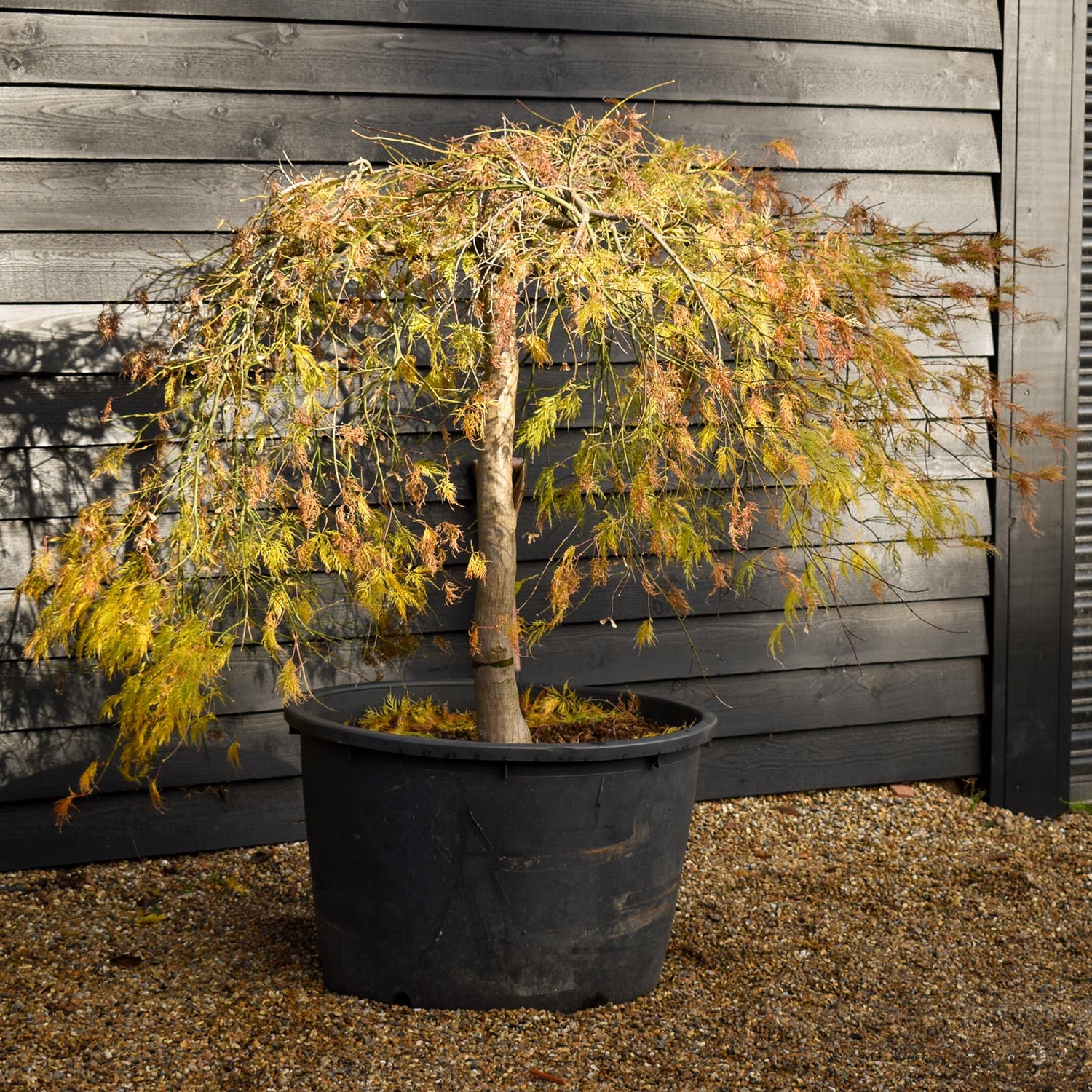 Acer palmatum Dissectum | laceleaf Japanese maple - Weeping - Clear Stem 90cm - Height 130-140cm - 230lt
