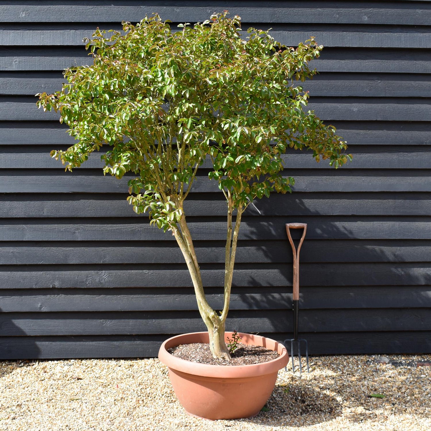 Lagerstroemia indica | Crape Myrtle - Parachute - Height 150-160cm - 70lt