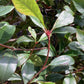Photinia Red Robin - Compacta - Pleached/Espalier (120cm-150cm) - Clear Stem 160cm - Girth 10-12cm - 70lt
