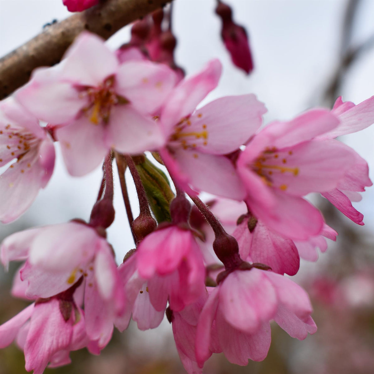 Prunus subhirtella Pendula Rosea 1/2 Standard | Single Pink Weeping Cherry - Clear Stem - Height 120-140cm - 18lt