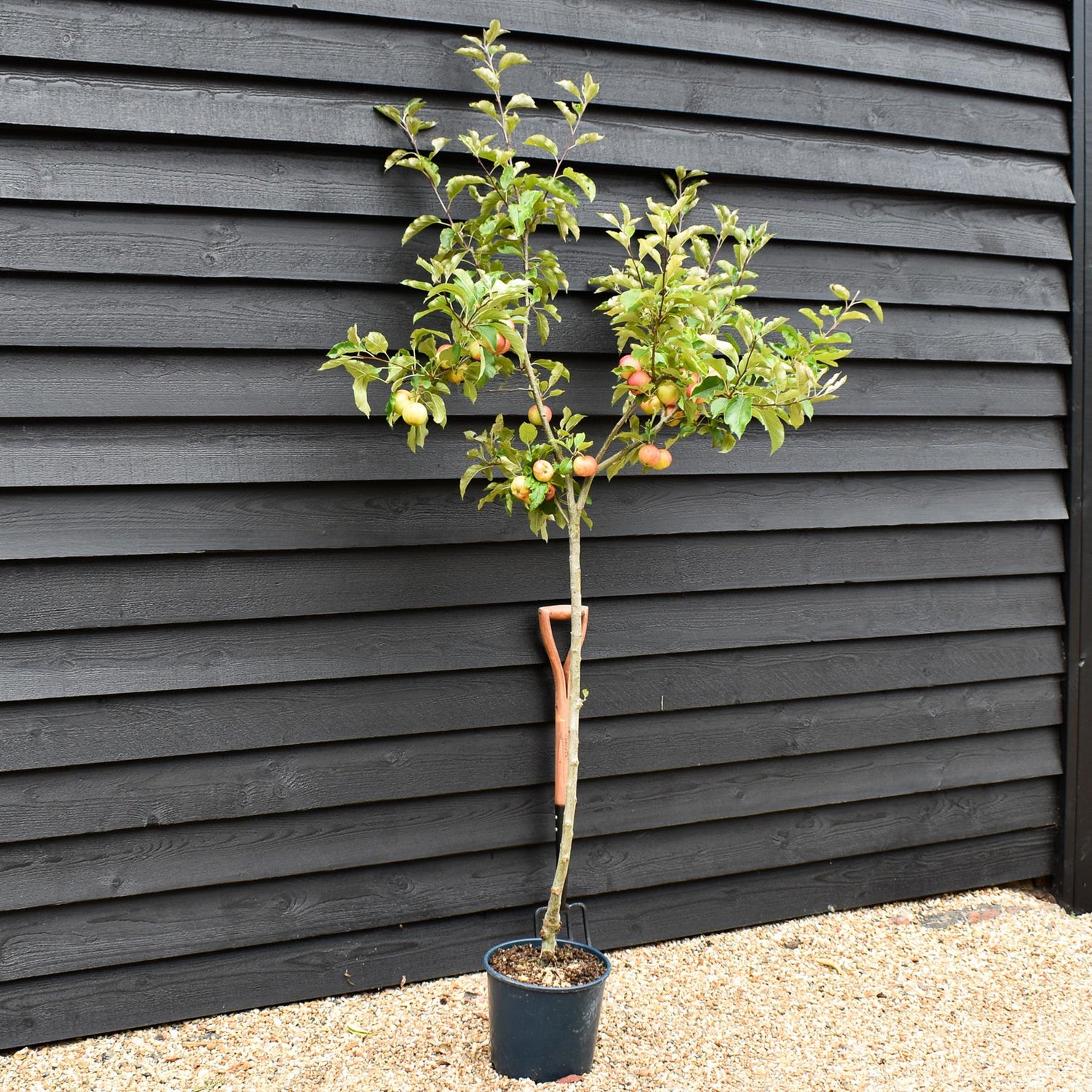 Apple tree 'Gala' | Malus Domestica - 150-180cm - 10lt