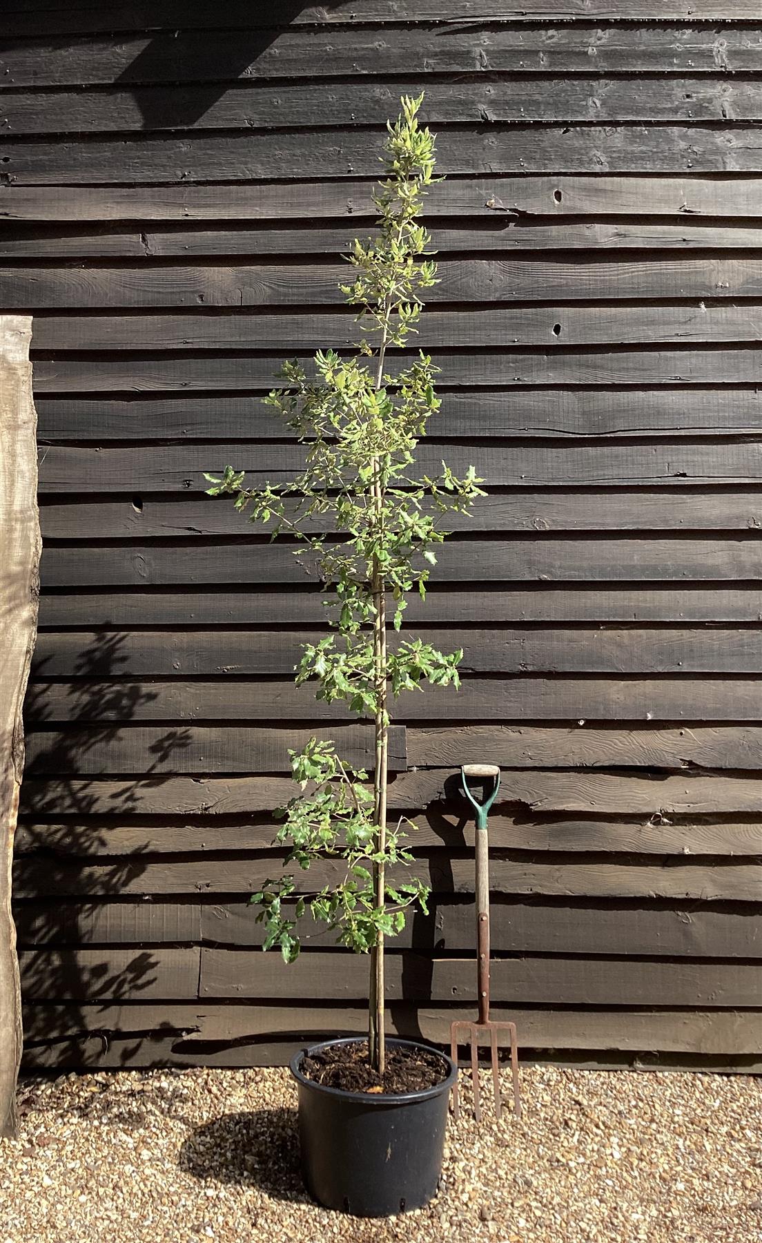 Quercus ilex | Holm Oak - 235-275cm, 40lt