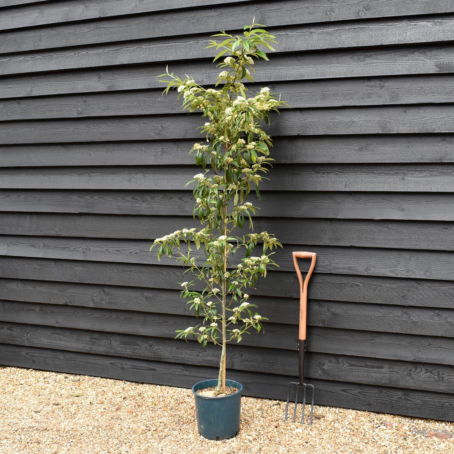 Cotoneaster 'Rothschildianus' | Willow-Leaved Cotoneaster - Height 160-180cm - 12lt
