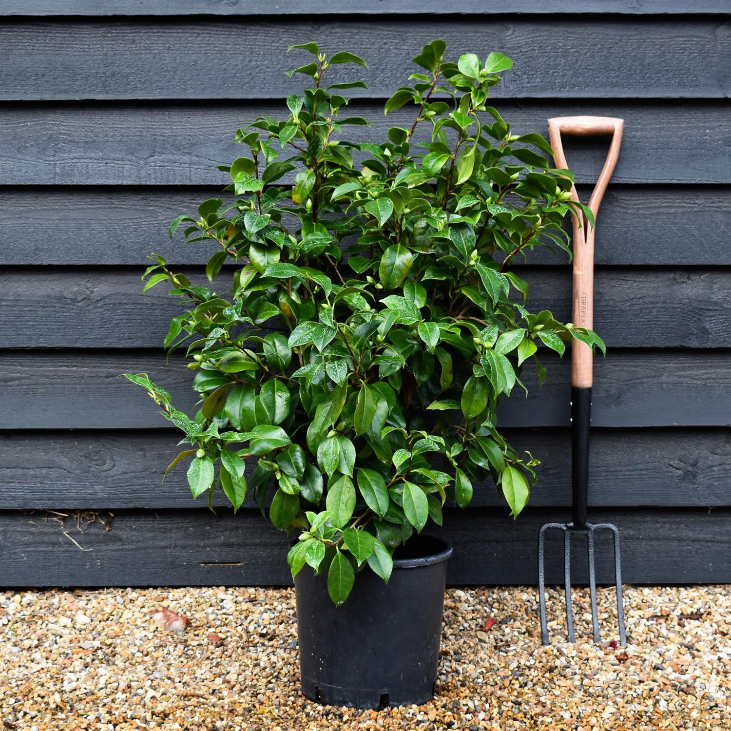 Camellia japonica 'Odoratissima' - 60-70cm - 12lt