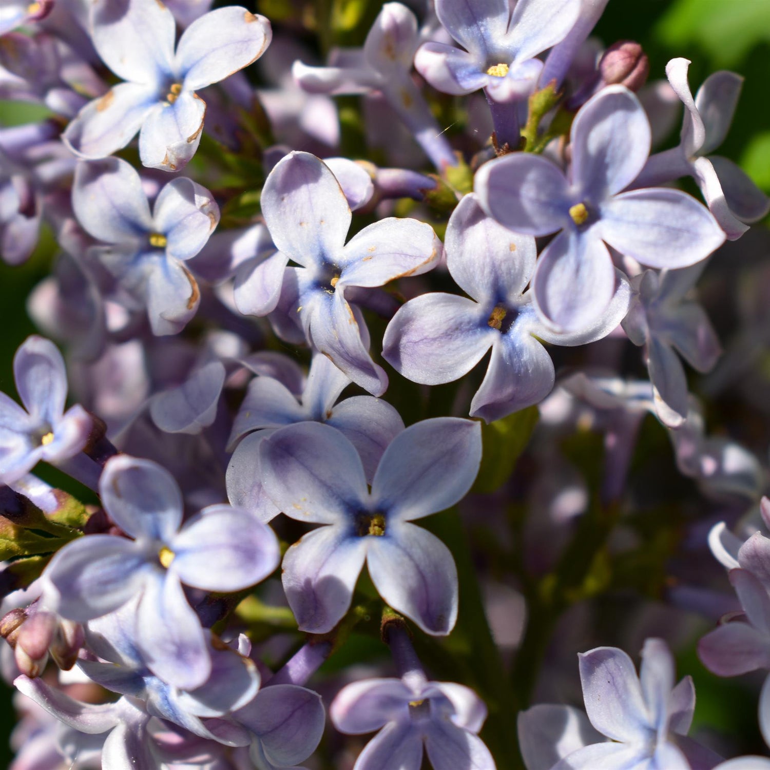 Syringa vulgaris 'Ruhm von Horstentein' | lilac 'Ruhm von Horstenstein' - Height 80-100cm - 10lt