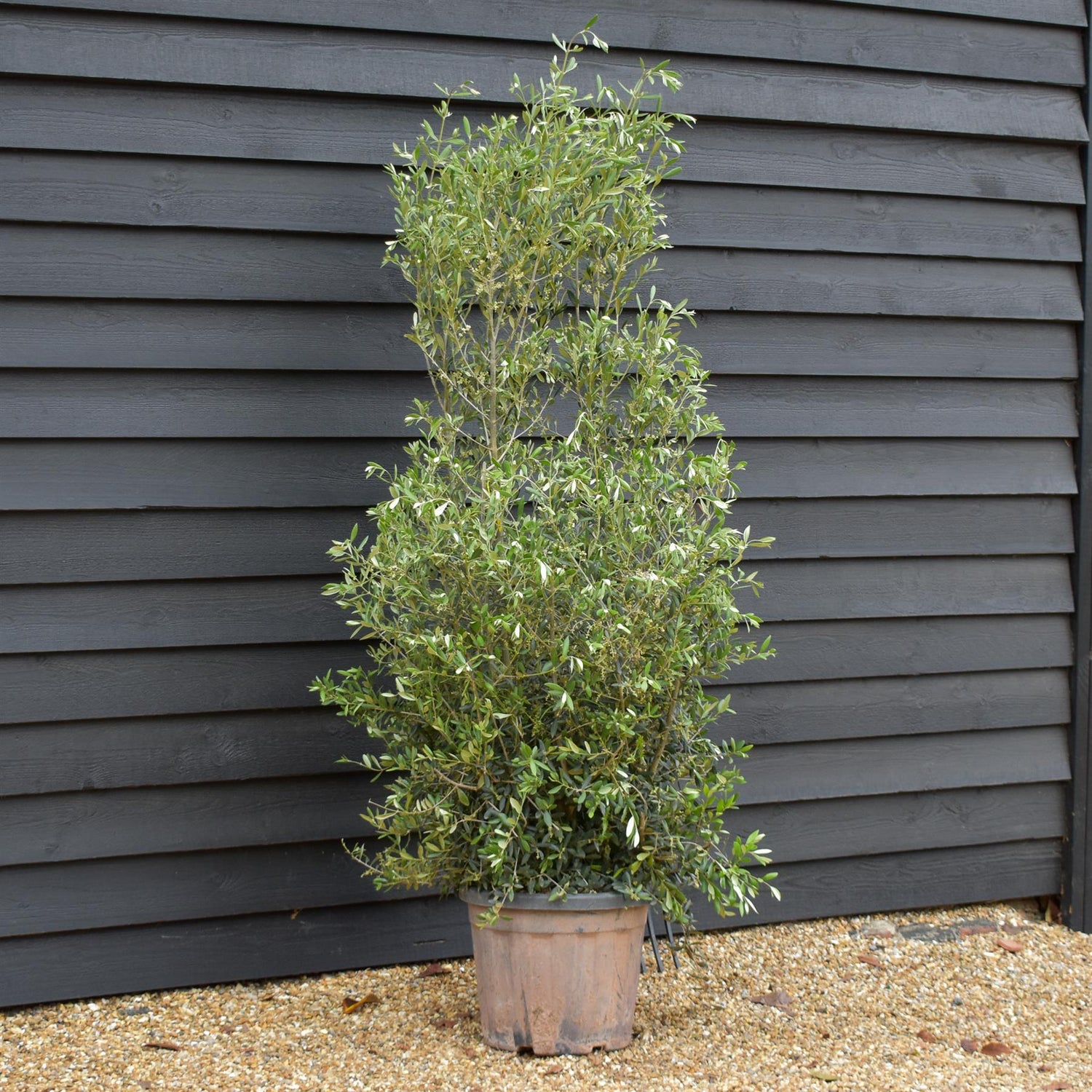 Olive Tree | Olea Europea - Bushy - Height 170-180cm - 45lt