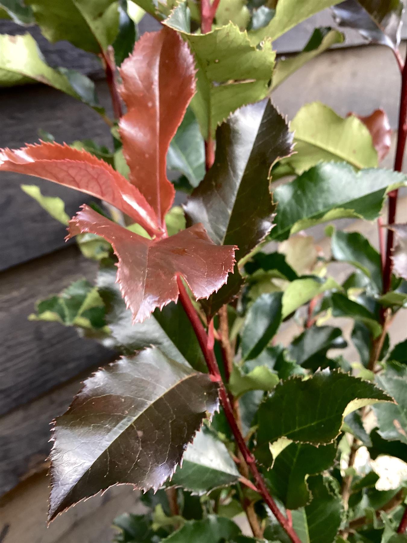 Photinia Magical Volcano | Christmas berry - Bush - Shrub - Hegding - 80-100cm - 8lt