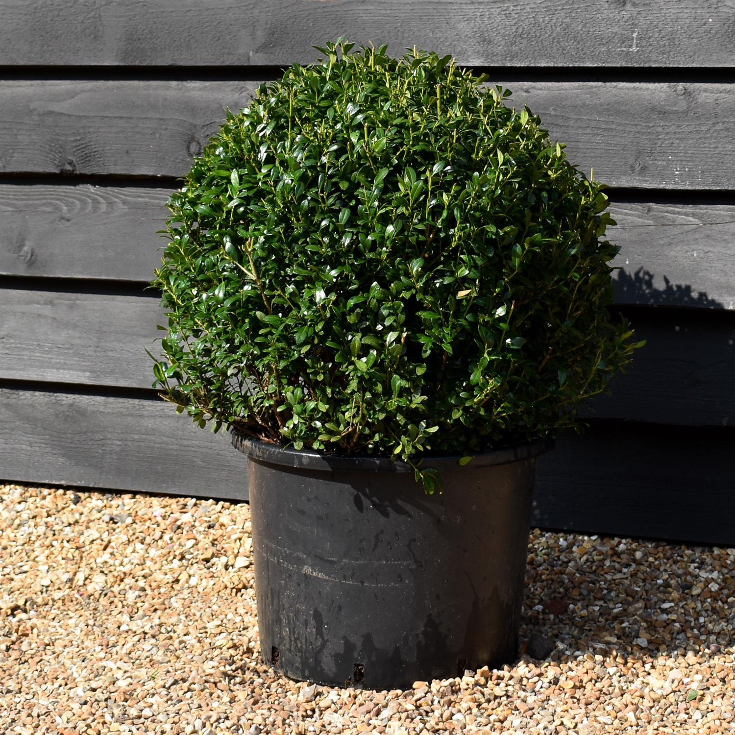 Ilex Crenata Luxus Globe - Width 50cm - 20lt