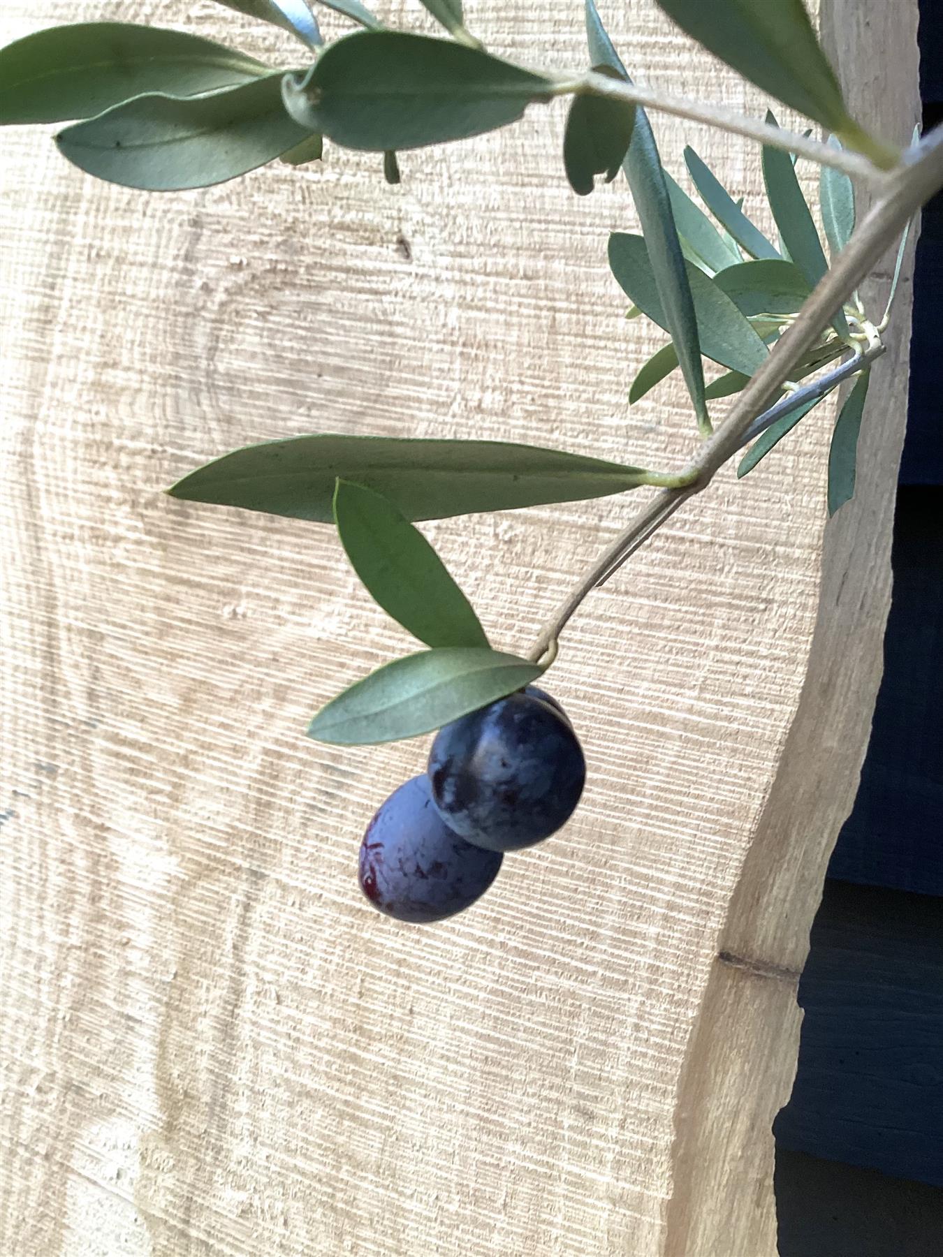 Olive Tree | Olea Europea 1/2 Std - 150-170cm, 70lt