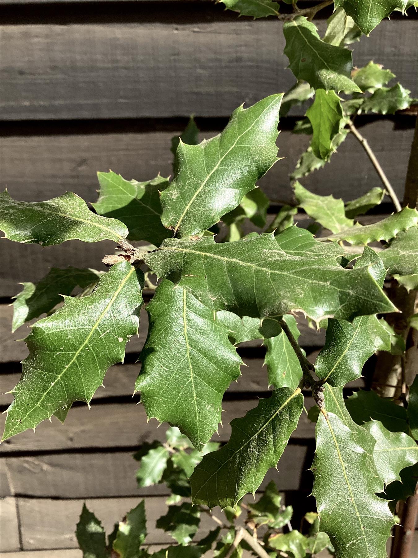 Quercus ilex | Holm Oak - 235-275cm, 40lt