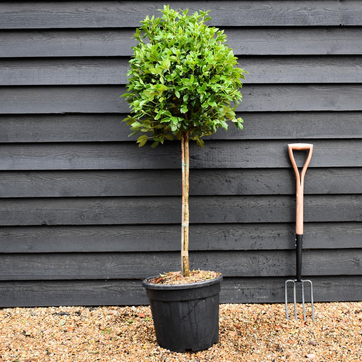 Viburnum tinus Eve Price | Laurustinus 'Eve Price' -Clear Stem 80cm - Girth 6-8cm - Height 130-150cm - 30lt