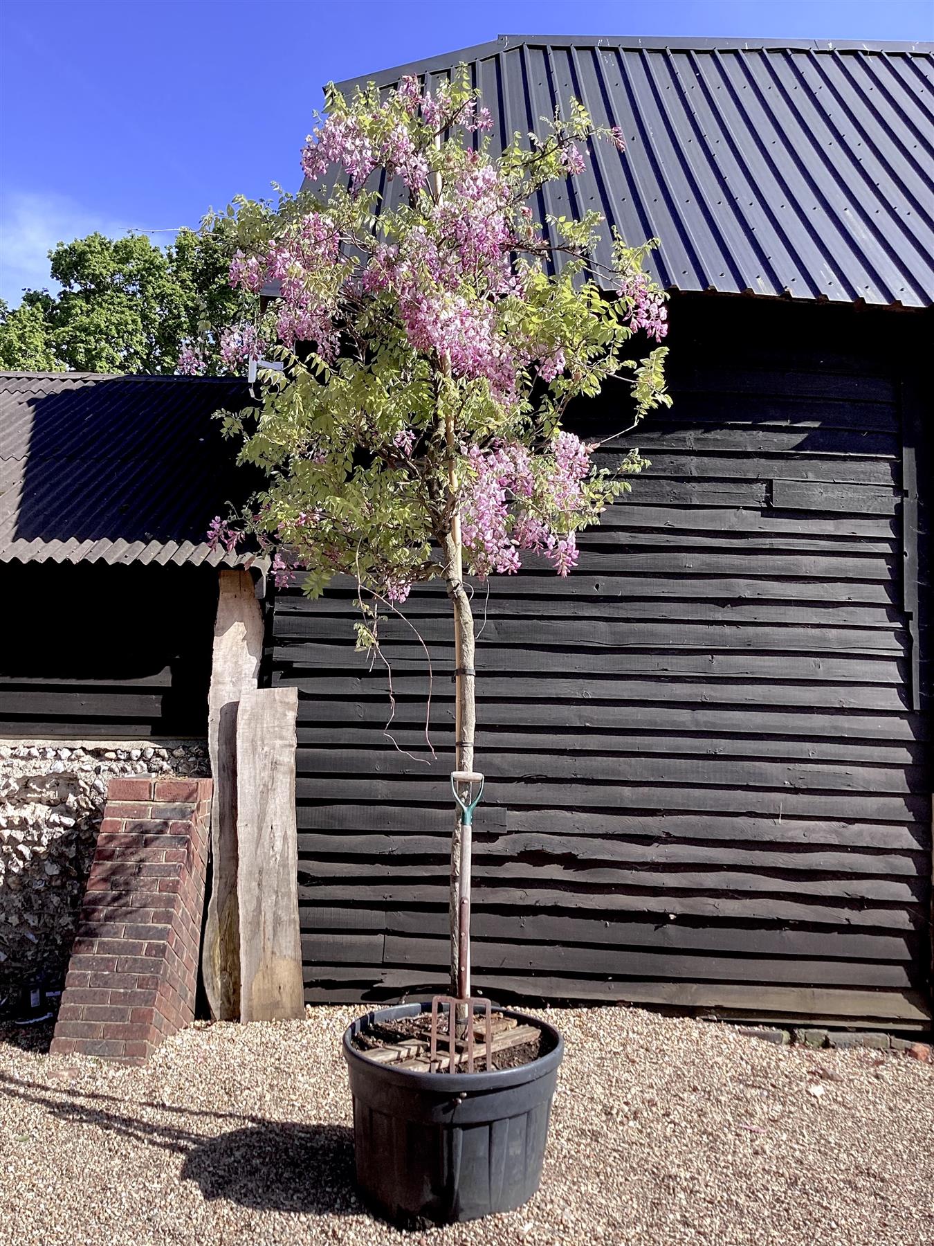 Wisteria sinensis | Chinese wisteria - 350-400cm - 16cm - Clear Stem - 180lt