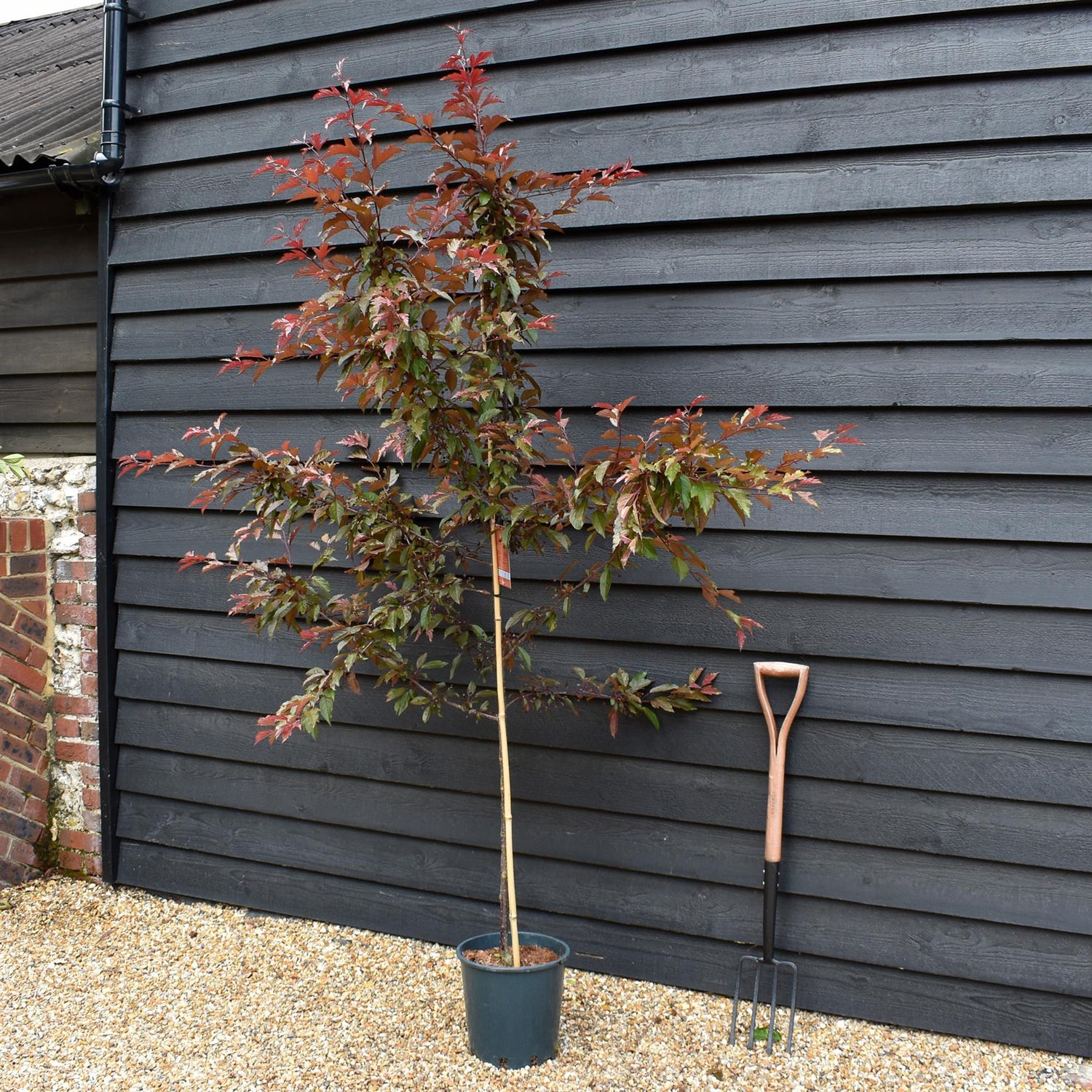 Crab apple | Malus Royal Raindrops - Height 160-180cm - 12lt
