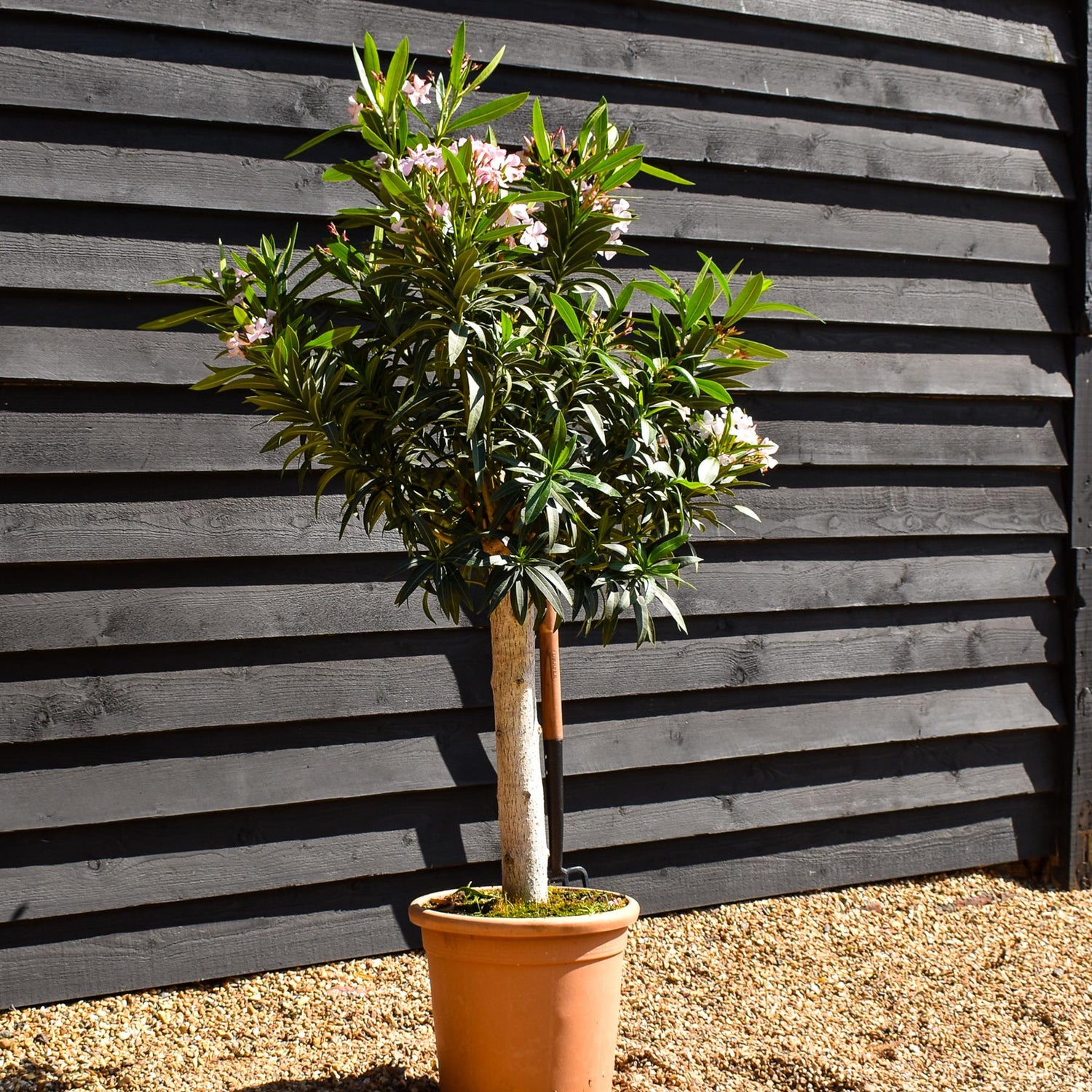 Nerium oleander - Pink- Clear Stem 50-60cm - Height 130-150cm - Girth 20-22cm - 30lt