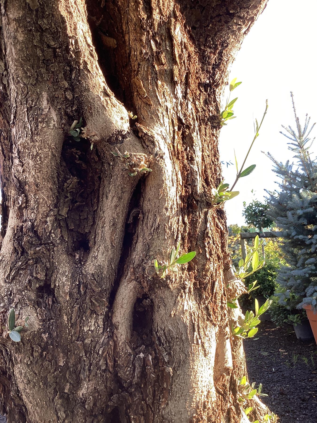 Olive Tree | Olea Europea 1/2 Standard 108cm girth - 205-215cm, 240lt