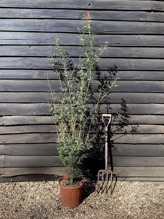 Acer palmatum 'Jerre Schwartz' | Japanese maple 'Jerre Schwartz' - Bushy - 110-140cm - 15lt