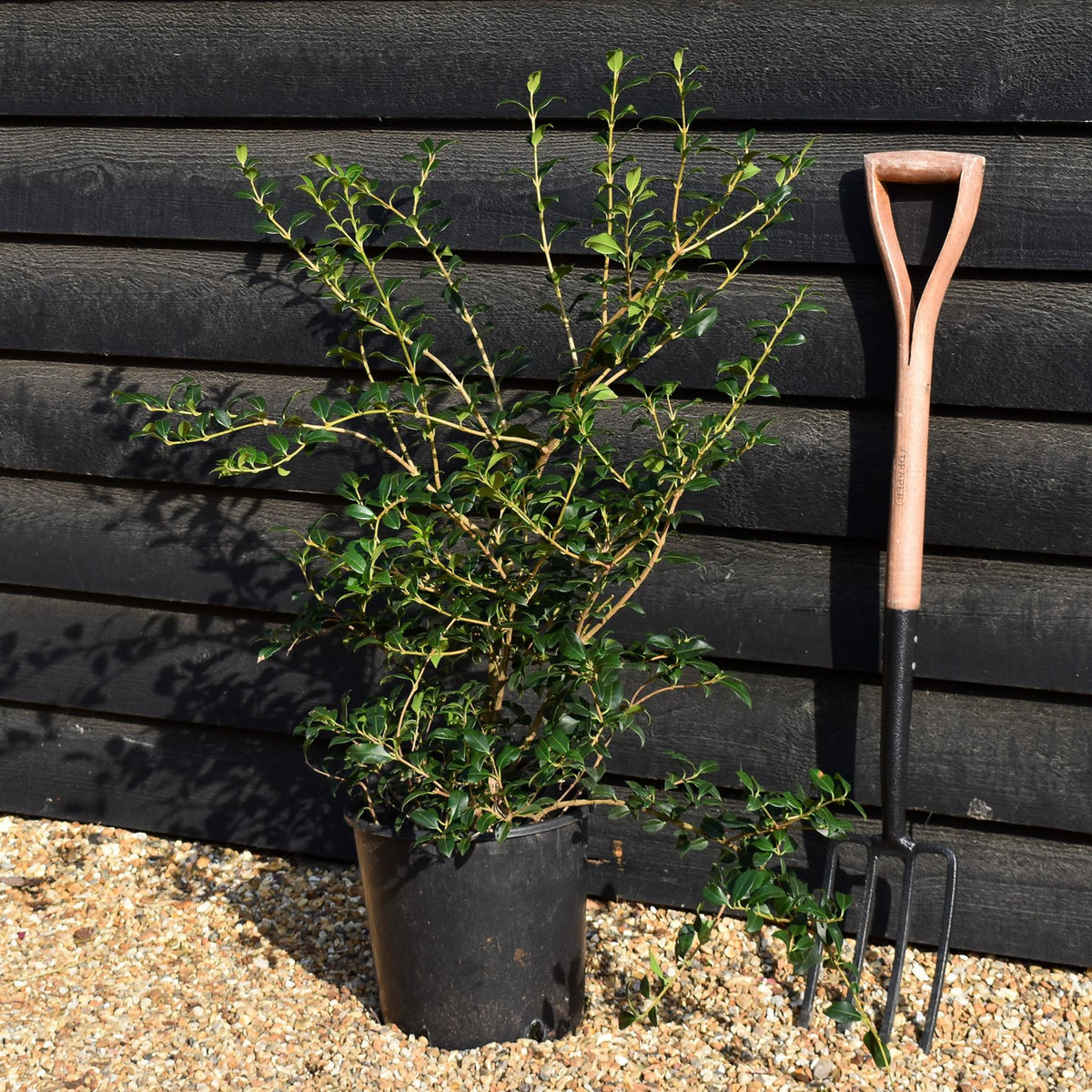 Osmanthus x burkwoodii | Burkwood Osmanthus - Height 60-80cm - 10lt