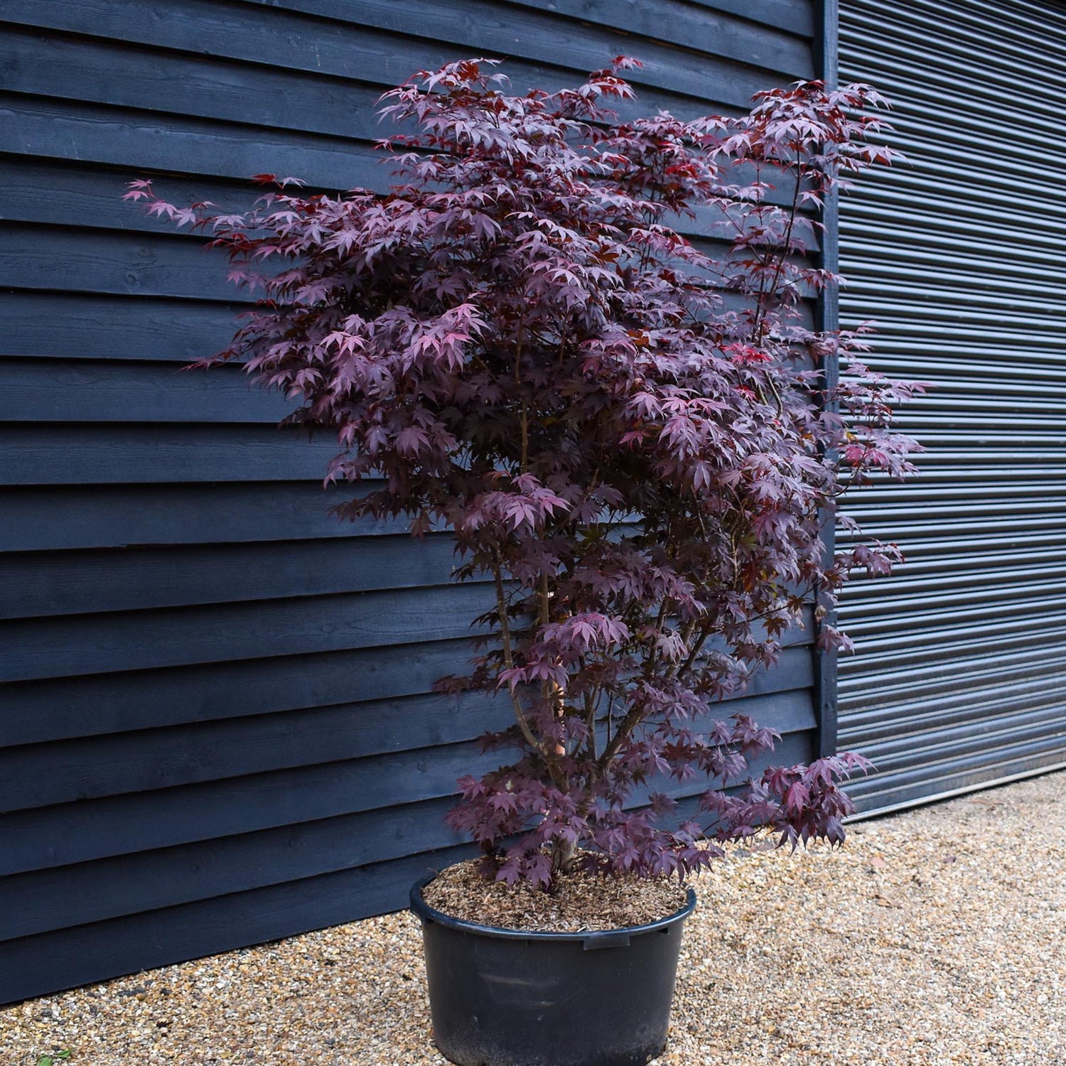 Japanese Maple | Acer palmatum 'Bloodgood' - Bushy - Height 180-200cm - 90lt