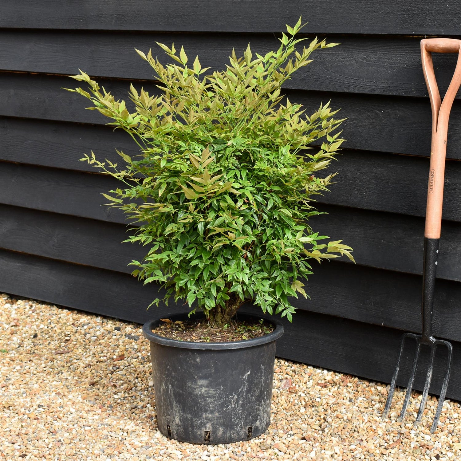 Nandina domestica 'Gulf Stream' - Height 60-70cm - 20lt