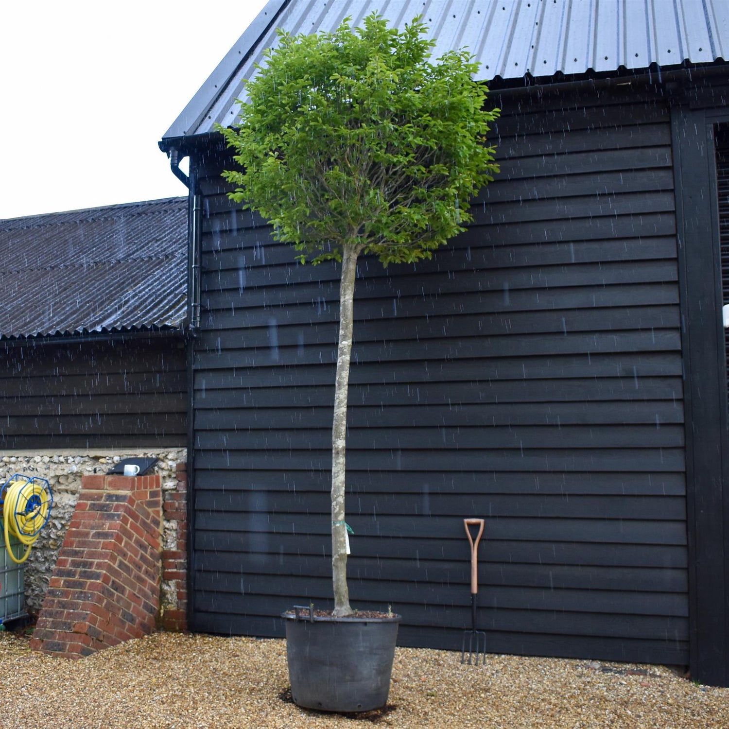 Carpinus betulus Fastigiata Ball | Common Hornbeam - 450cm, 130lt