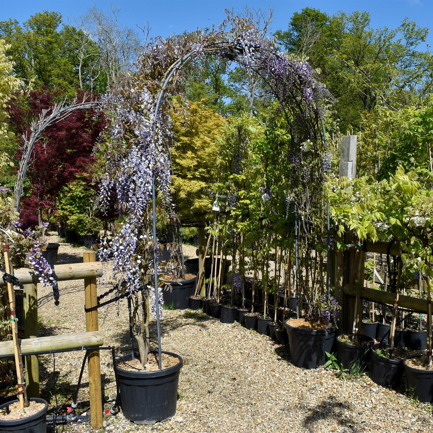 Wisteria floribunda - Ito Koku Riu - Metal Arch - Height 250cm Width 150cm - 55lt