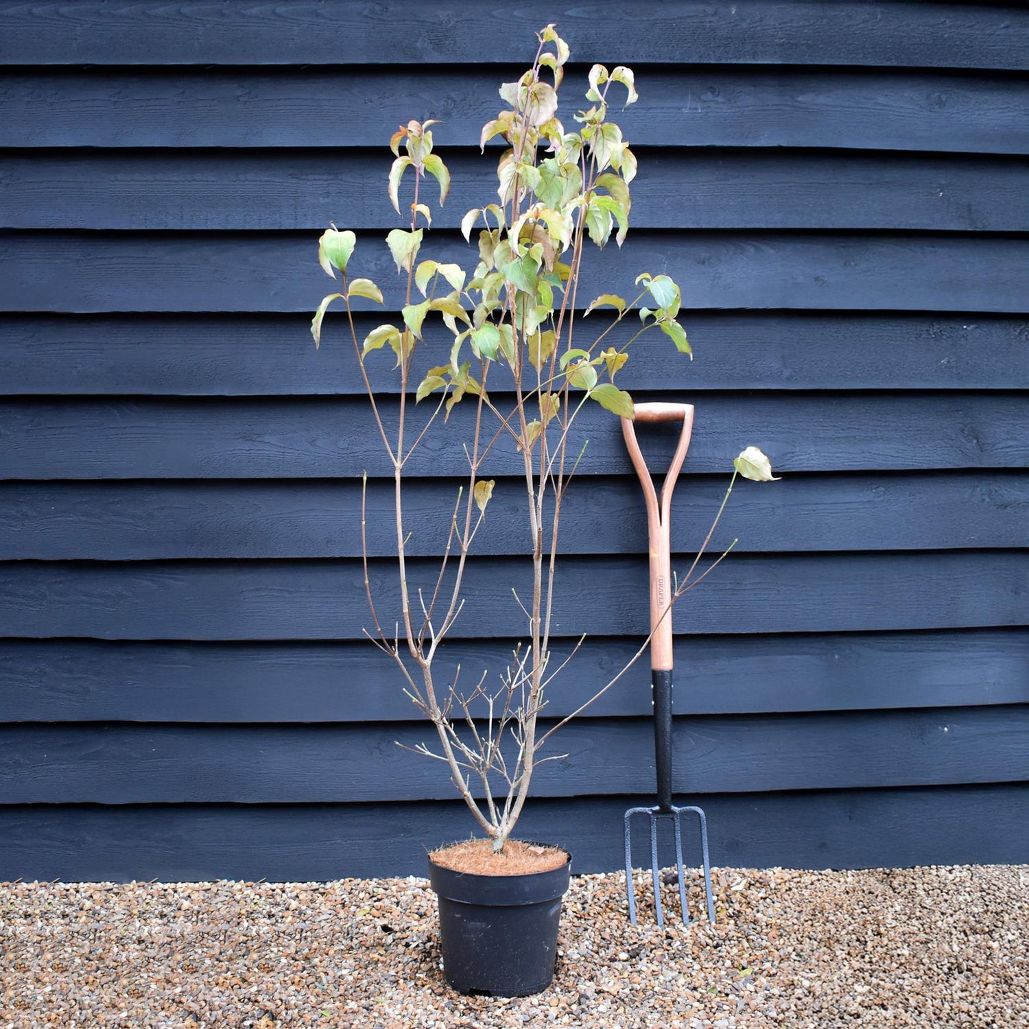 Cornus kousa 'Milky Way' | Dogwood 'Milky Way' - 120-130cm - 7lt