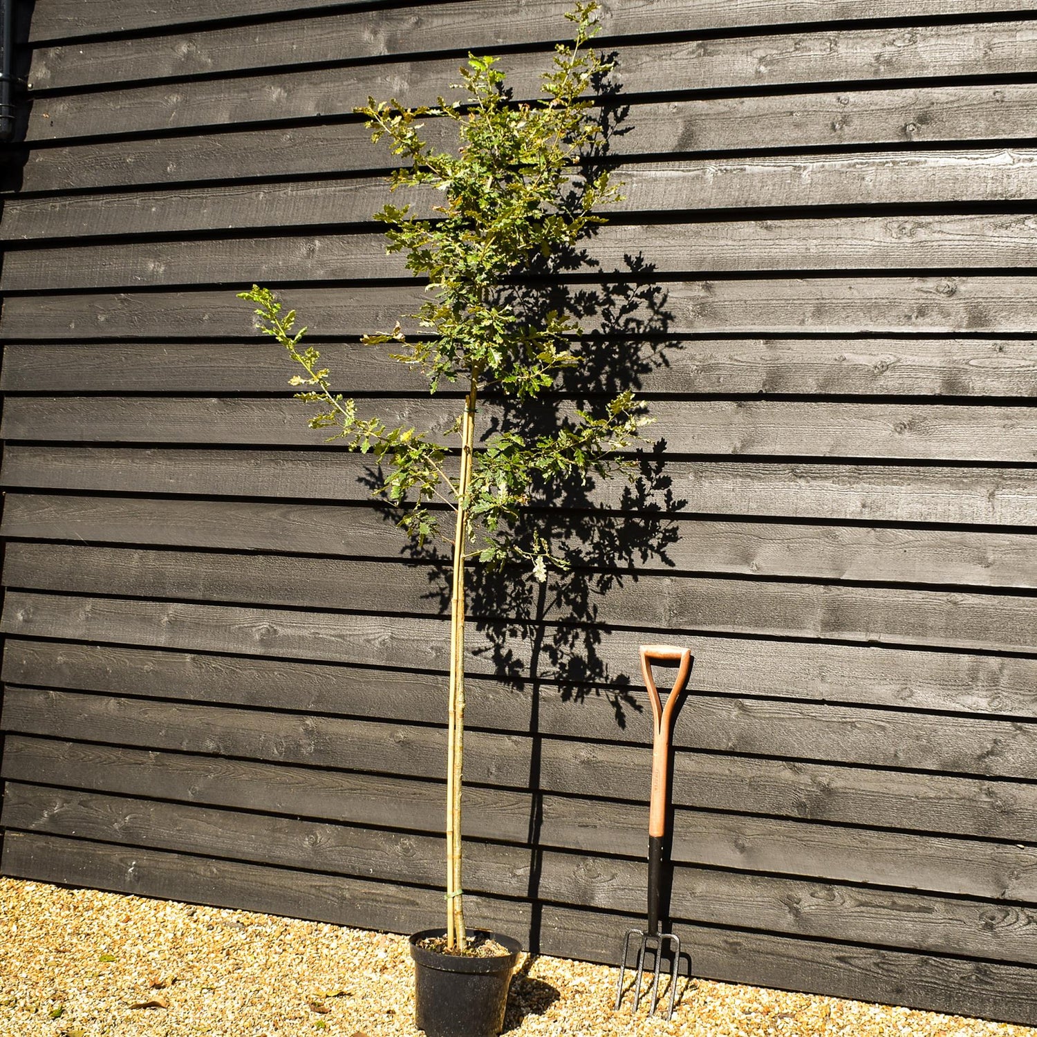 Downy Oak | Italiak Oak | Quercus pubescens - Height 180-200cm - Girth 6-8cm - Pot Grown - 10lt