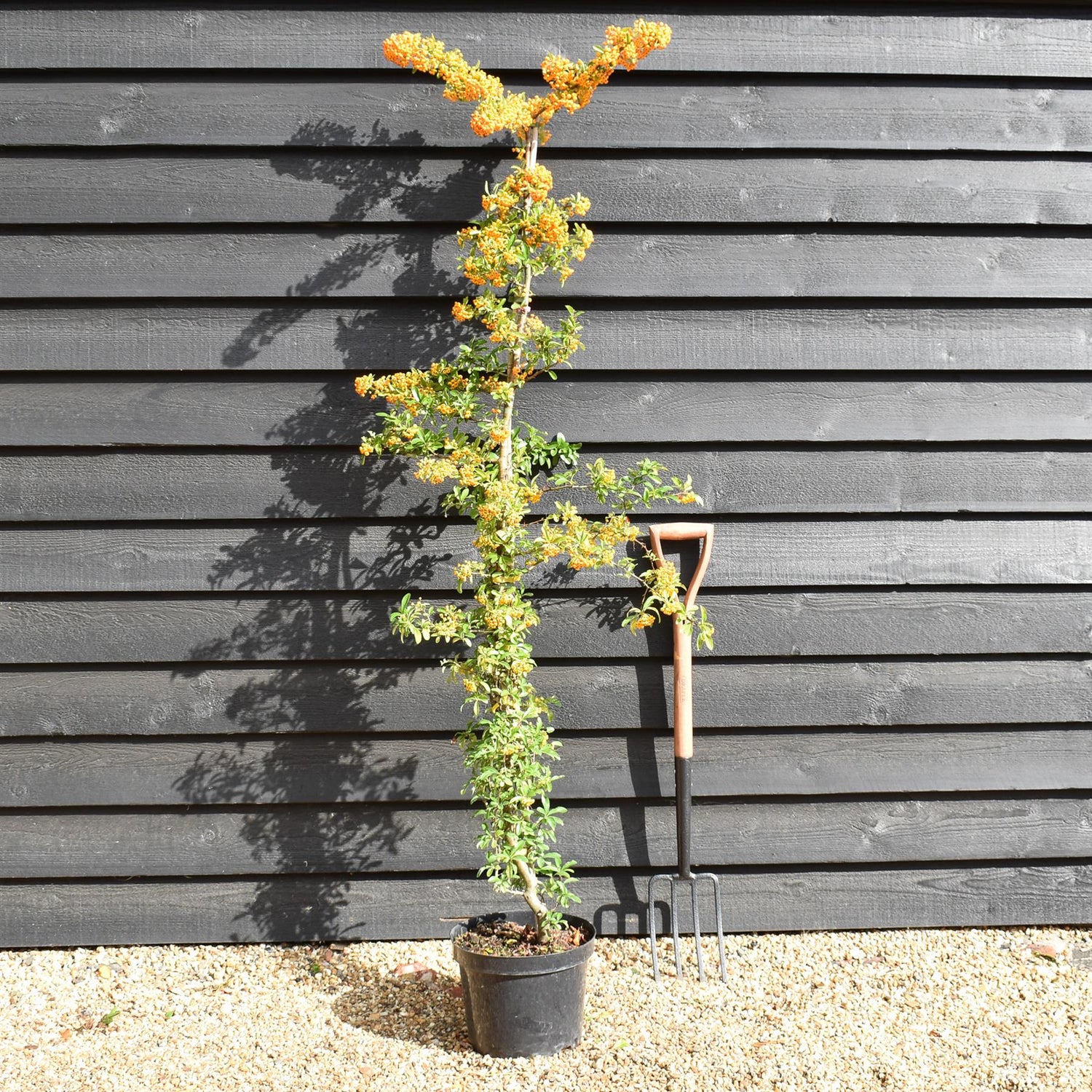 Pyracantha saphyr Orange - Height - 175-200cm - 10lt
