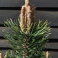 Pinus Mugo La Cabana | La Cabana Mugo Pine - 100-120cm - 25lt