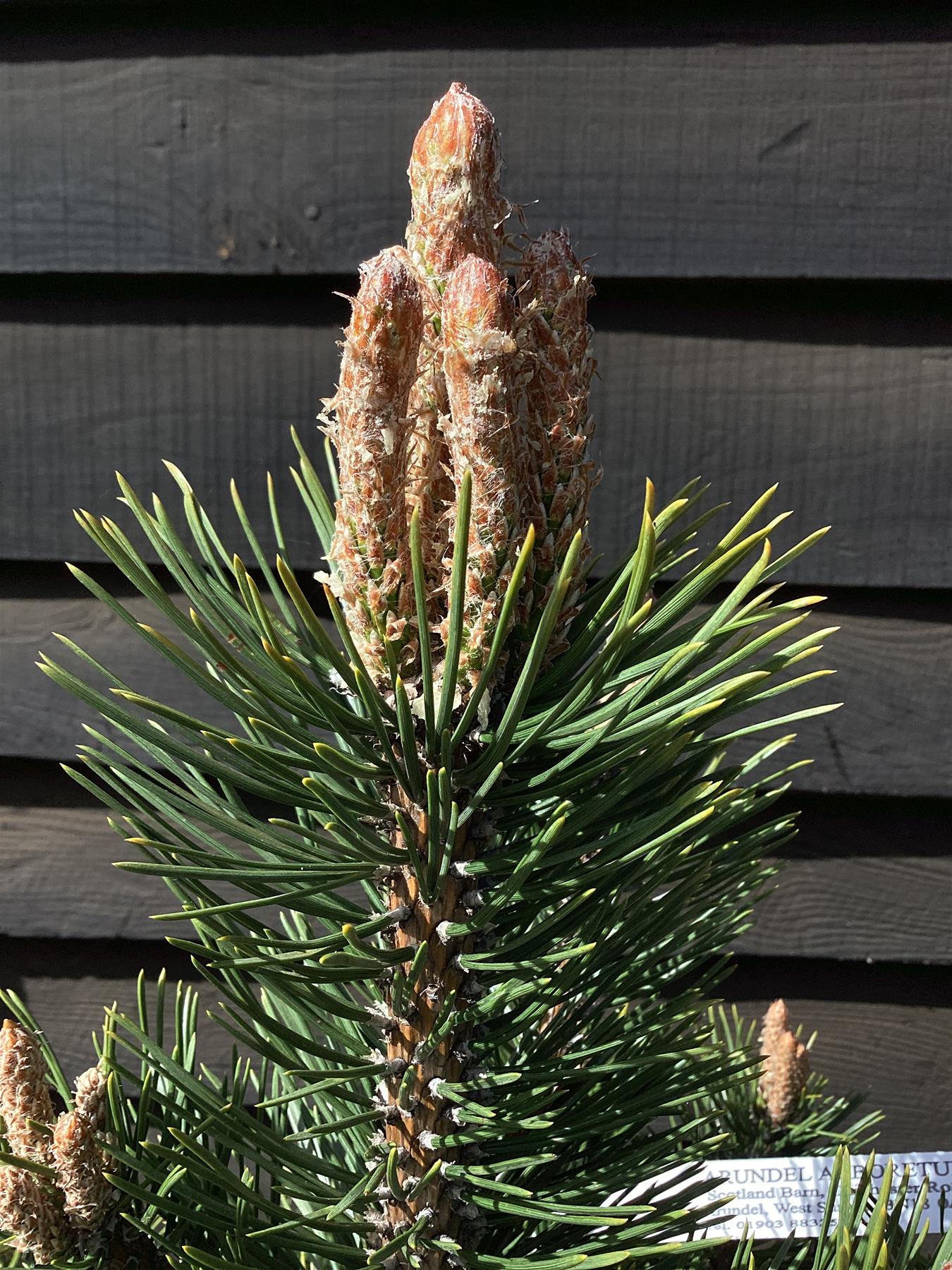 Pinus Mugo La Cabana | La Cabana Mugo Pine - 100-120cm - 25lt