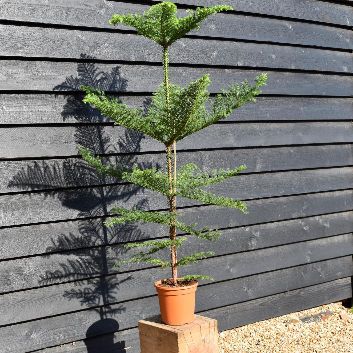 Norfolk Island Pine - Araucaria 'Heterophylla' - House Plant - Height 120-130cm - Width 90-70cm - Pot 20cm