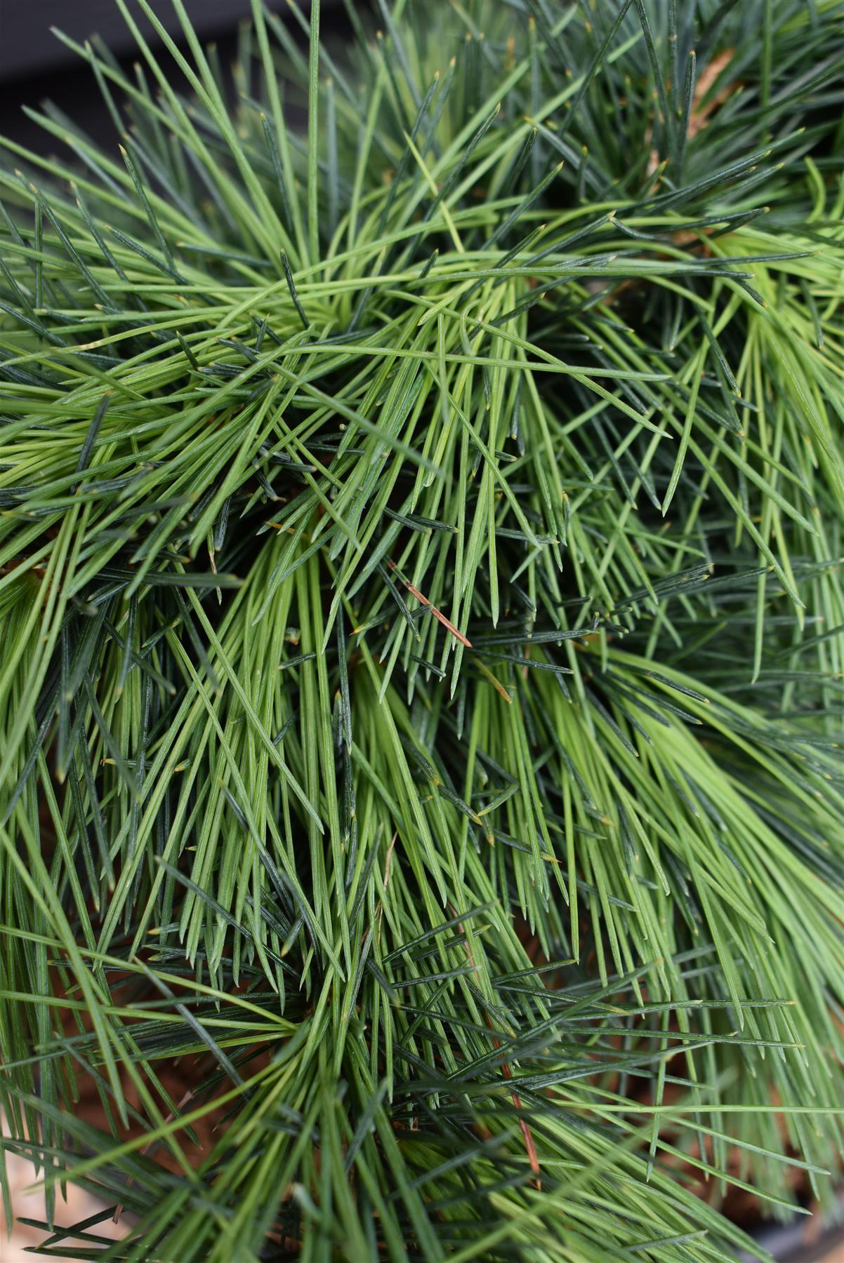 Cedrus libani 'Hedgehog' | Cedar of Lebanon 'Hedgehog'  - Height 20-30cm - Width 30-40cm - 6lt