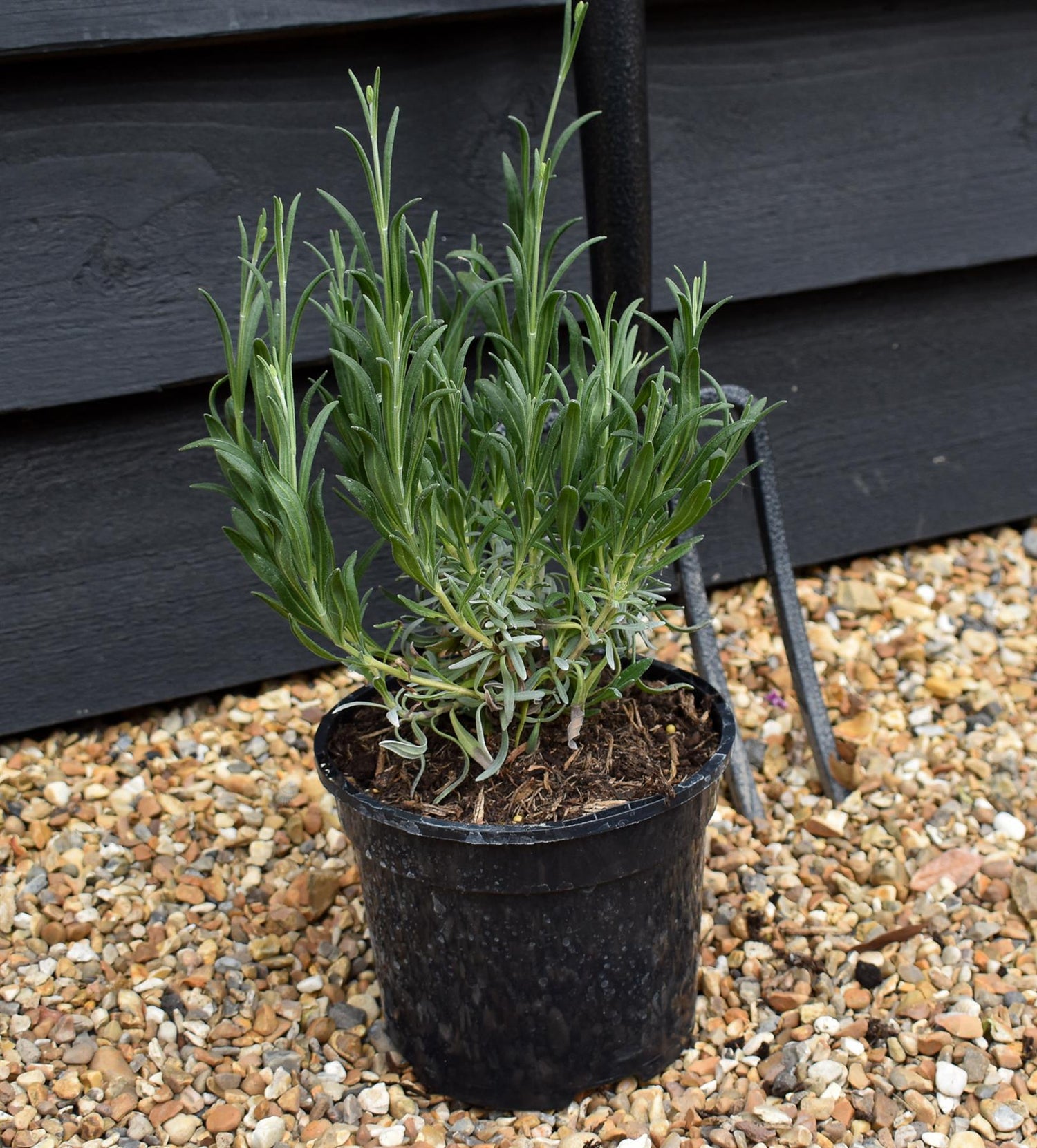 Lavandula x intermedia Exceptional - 10-30cm, 2lt