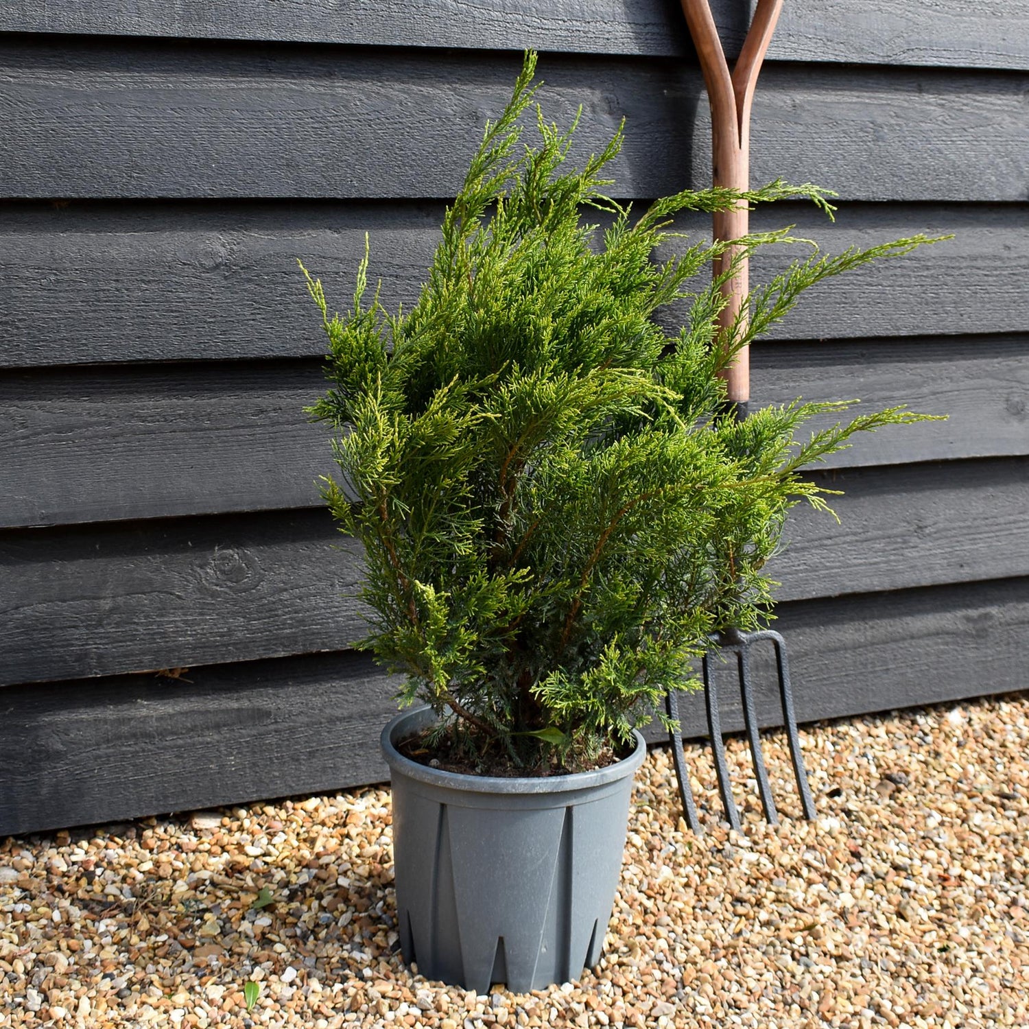Juniperus media ' Mint Julep' - Shrub - Height 30-60cm - 10lt
